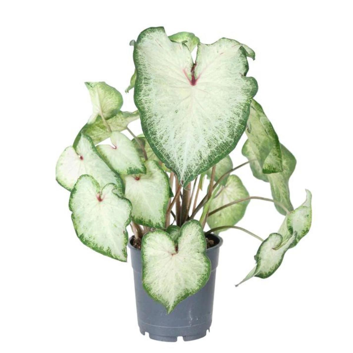 Caladium Aaron Fancy folha verde escura e branca