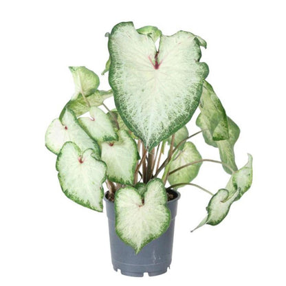 Caladium White Delight Folha de tira verde e branca