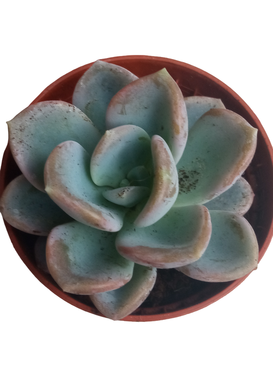 Echeveria Orpet Planta Suculenta Plantas De Sol_0