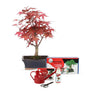 Pacote de iniciação bonsai Acer palmatum 7 anos MAPLE