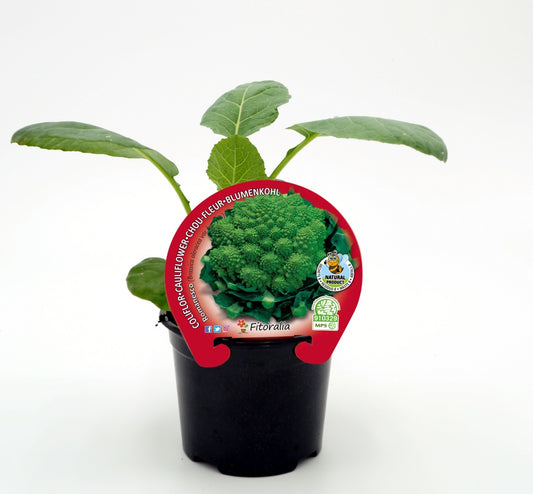 Plantón De Colflor Romanescu Natural En Maceta De 10,5 Cm. - Fitoralia_0