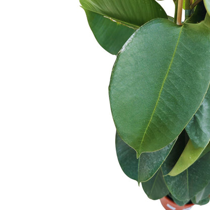 Ficus Robusta Abdijan Planta Ideal Para Exterior O Interior_1