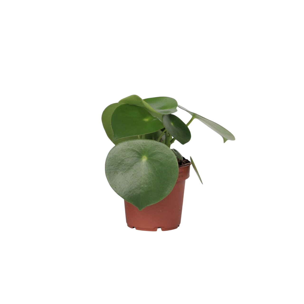Corazón De Hombre - Peperomia Polybotrya - Altura 20-30cm - ⌀12cm_0