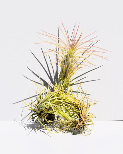 Tillandsia funckiana; tilandsia palmerita, planta del aire; Curiosarium; altura 10-12 cm, diámetro 6-8 cm_3