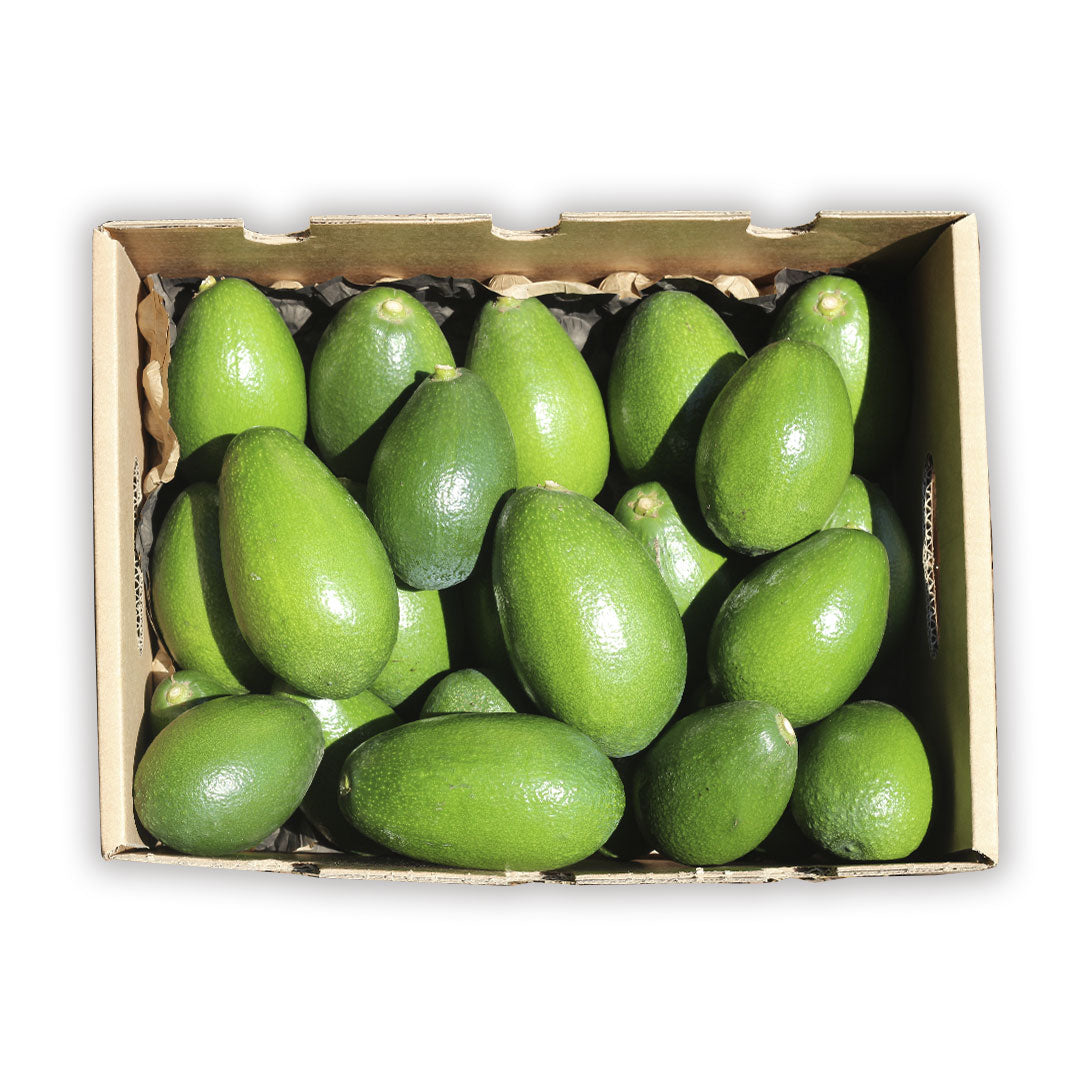 Caja 2kg Aguacates De Piel Lisa (variedad Bacon)_1