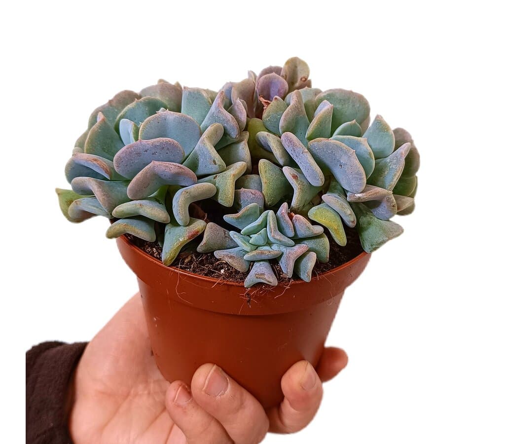 Echeveria Cubic Frost M13_0