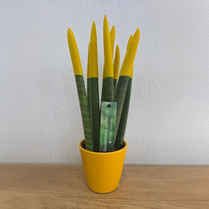 Lengua De Suegra Cilíndrica - Sansevieria Cylindrica - Altura 20-40cm - ⌀9cm_1