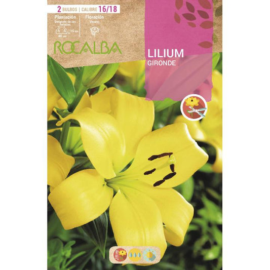 Bulbo asiático de Lilium amarelo 2 unidades