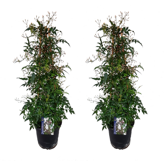 Jazmín - 2 Pzs - Jasminum Polyanthum - Altura 60-70cm - ⌀17cm_0