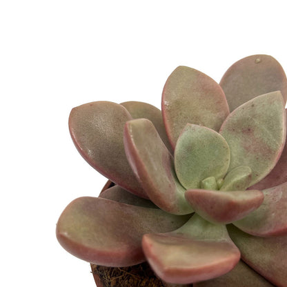 Graptoveria 'cumbre Vieja' Cactus Y Suculentas M8,5 cm Ø_2
