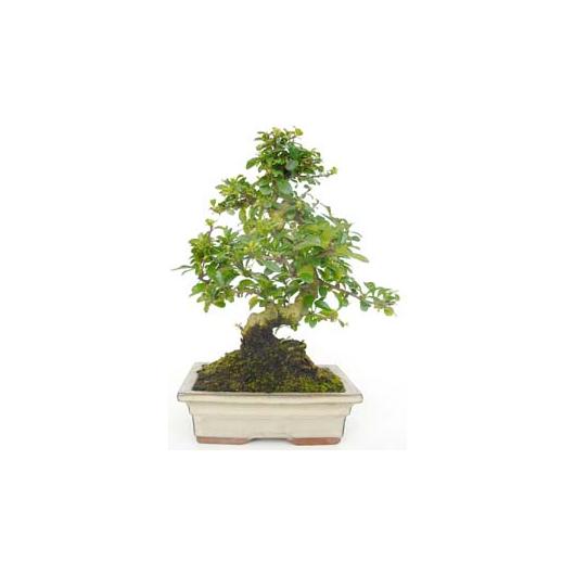 Bonsai Carmona microphylla 8 anos