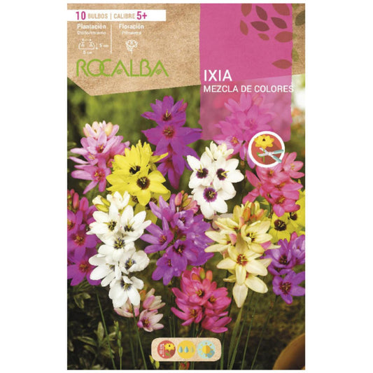Mistura de bolbos Ixias 10 unidades Rocalba