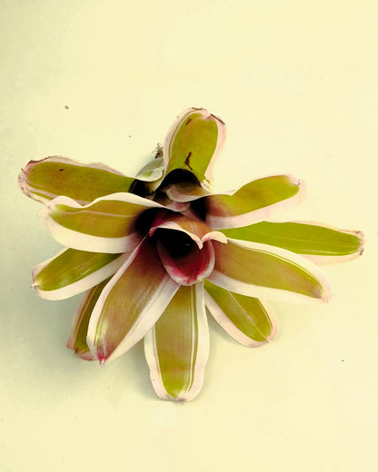 Neoregelia 'Pink'; bromelia rosa, bromelia tricolor; Curiosarium; altura 10 cm, diámetro 12 cm, sin sustrato_4