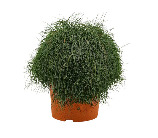 Casuarina Glauca M24 45cm_0