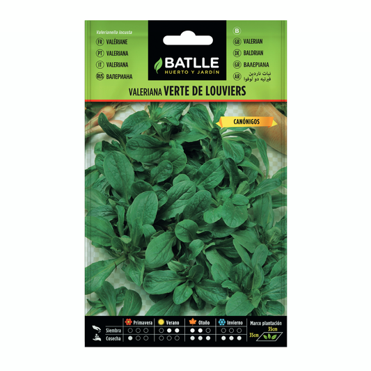 Sementes de Valeriana Alface de Cordeiro Verde de Louviers Batlle