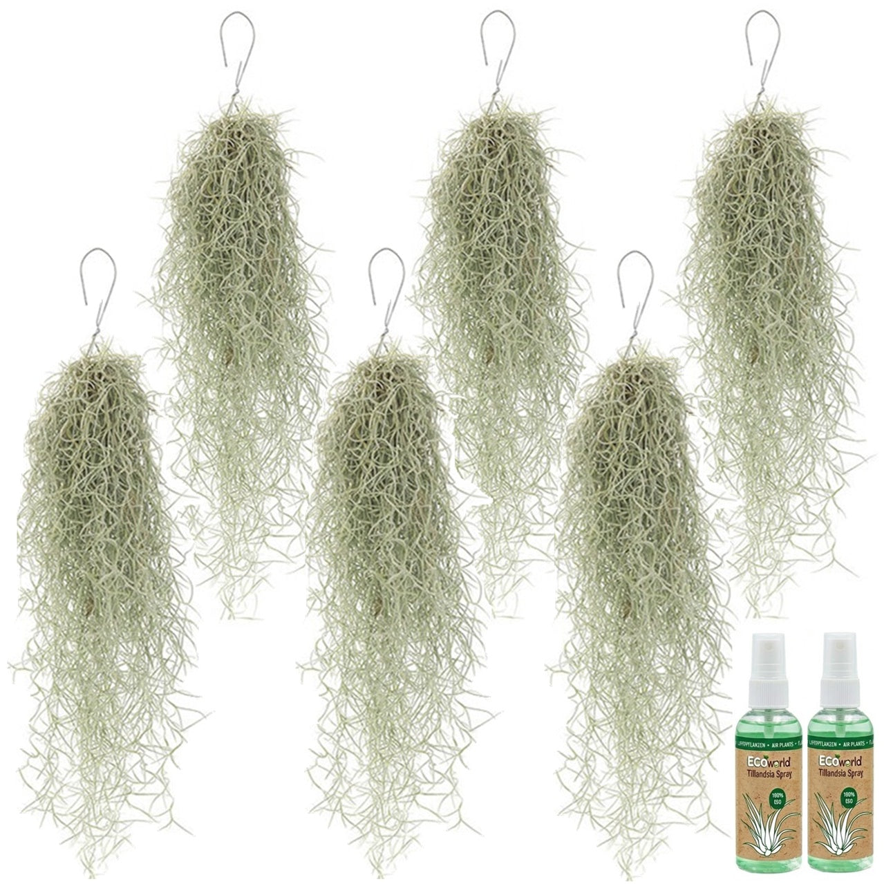 Tillandsia Usneoides 'musgo Español' - 6 Unidades - Planta Sin Tierra_0