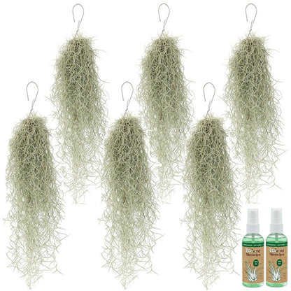 Tillandsia Usneoides 'musgo Español' - 6 Unidades - Planta Sin Tierra_0