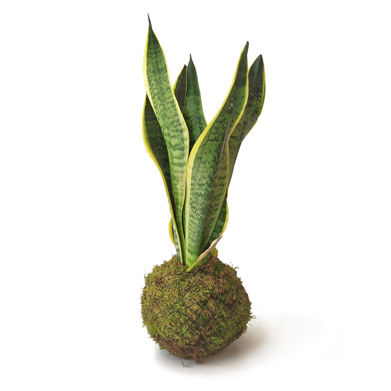 Kokedama Sansevieria Kokedamusl - Elaboración Artesanal Musgo Natural_2