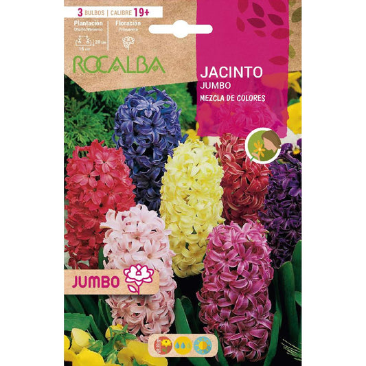 Mistura de bolbos de jacinto jumbo 3 unidades Rocalba