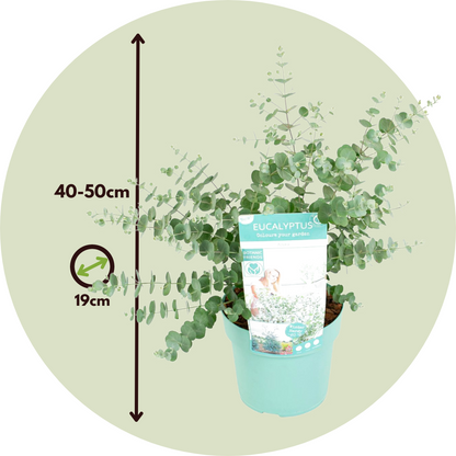 Eucalipto - Eucalyptus Pulverulenta 'baby Blue' - Altura 40-50cm - ⌀19cm_2