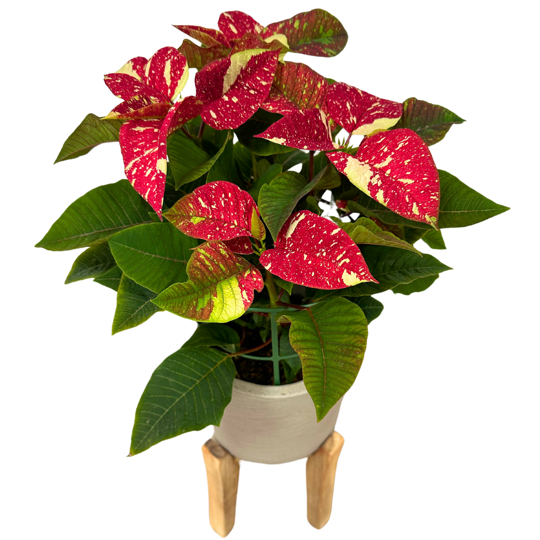 Flor De Pascua Glitter M14: Dale Un Toque Brillante A Tus Celebraciones Navideñas_0