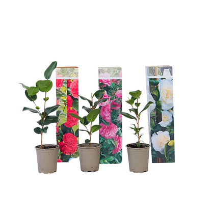 Rosa Japonesa - 3 Pzs - Camellia Japonica - Altura 25-40cm - ⌀9cm_0