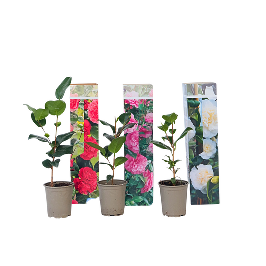 Rosa Japonesa - 3 Pzs - Camellia Japonica - Altura 25-40cm - ⌀9cm_0