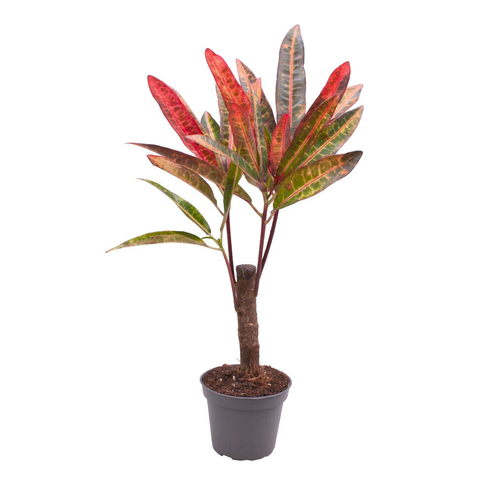 Croton Excellent M6 15cm_0