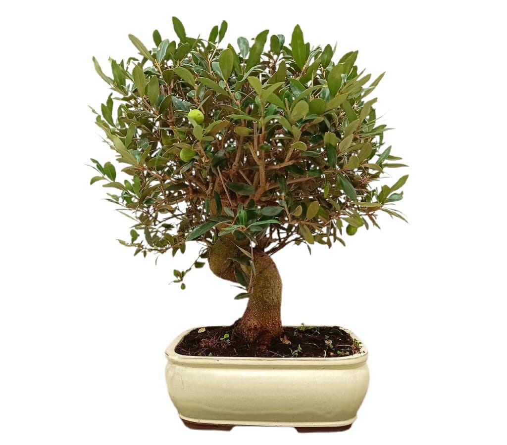 Bonsái Olivo 18 Años (olea Europaea)_0