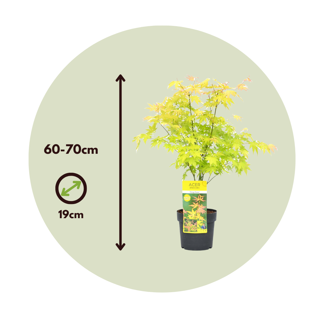 Arce Japonés - Acer Palmatum 'orange Dream' - Altura 60-70cm - ⌀19cm_2