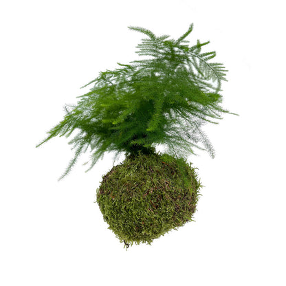 Kokedama Asparragus Colgante_3
