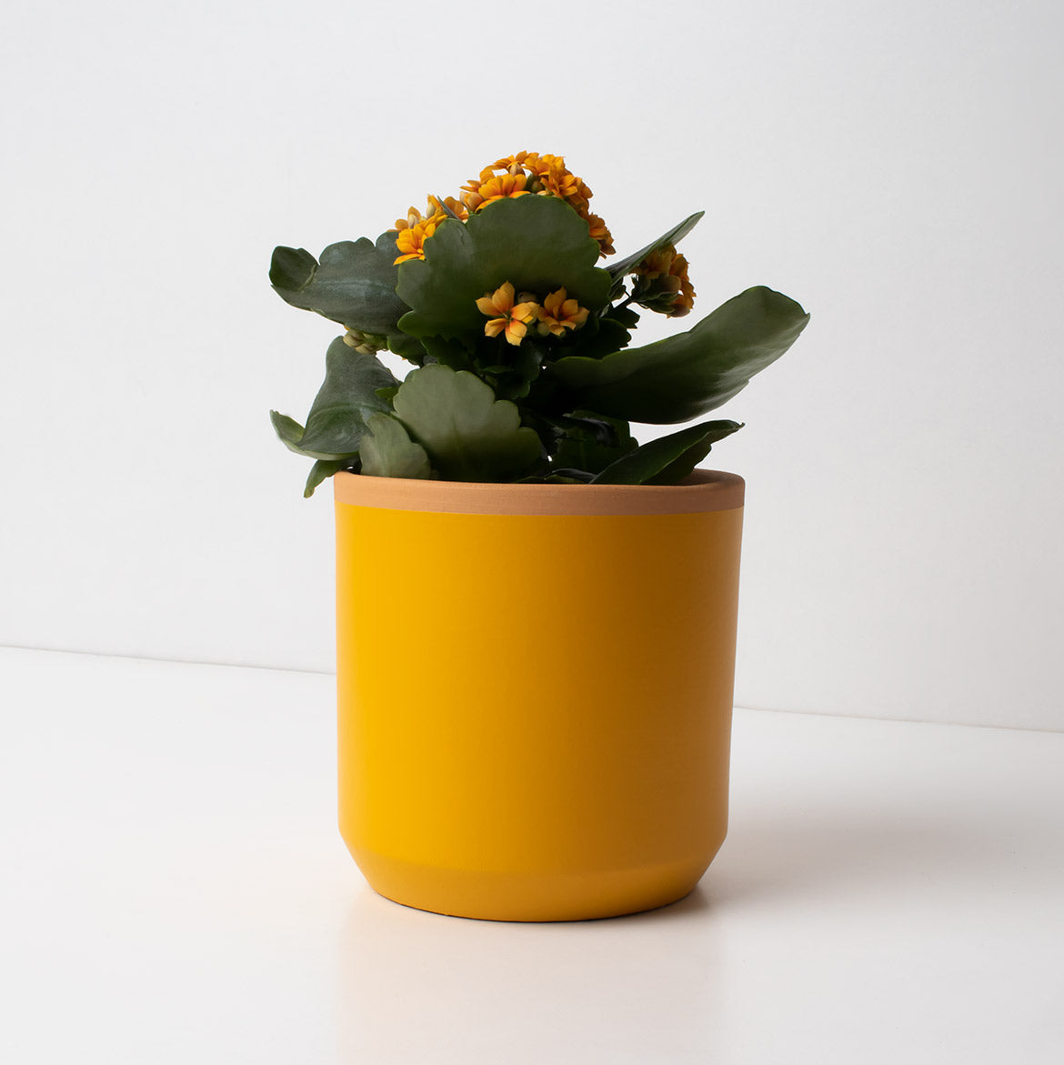 Macetero De Terracota Amarillo Azafrán 13 Cm | Hecho A Mano Por Artesanos | Maceta Decorativa Para Plantas Interior_1