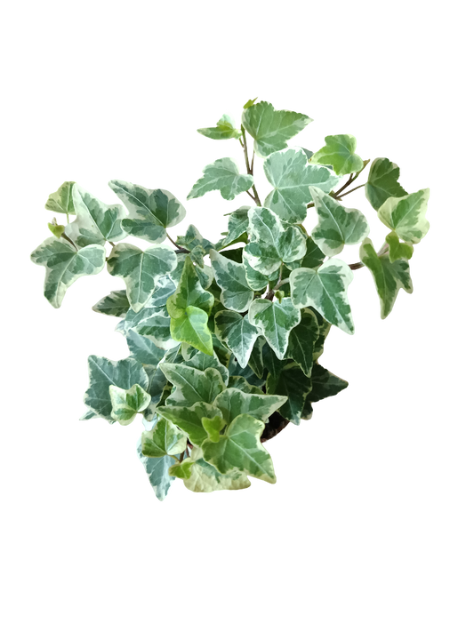 Hedera Harlekijn Colgante Planta Interior_0