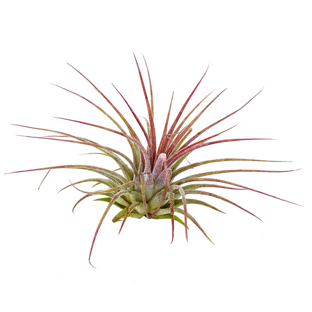 Tillandsia Ionantha V.ionantha 6cm Alto X 10cm Ancho_0