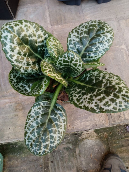 Streptocarpus Pretty Turtle Planta De Interior_0