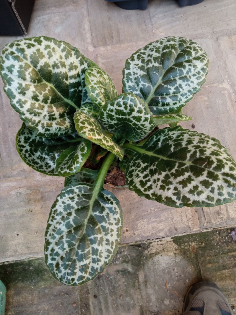 Streptocarpus Pretty Turtle Planta De Interior_0