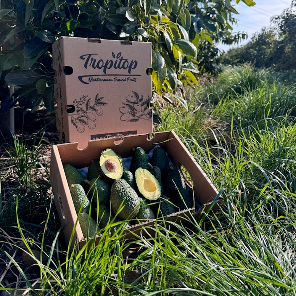 Caja 3kg De Aguacates Hass Ecológicos Tropitop_3