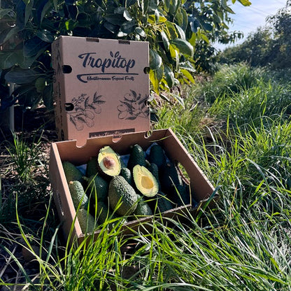 Caja 3kg De Aguacates Hass Ecológicos Tropitop_3