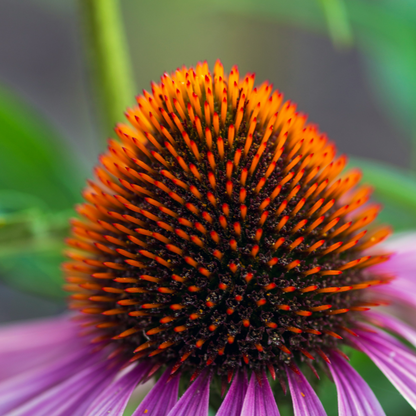 Equinácea - 10 Pzs - Echinacea Purpurea - Cepellones - Rosa_3