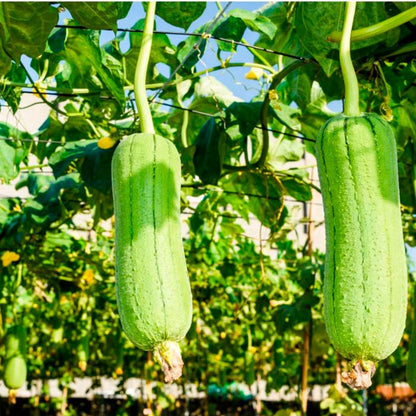 Esponja Natural Vegetal De Lufa Ovalada - Limpieza Y Exfoliación - Activa La Circulación - Cultivada Y Hecha En Galicia_5