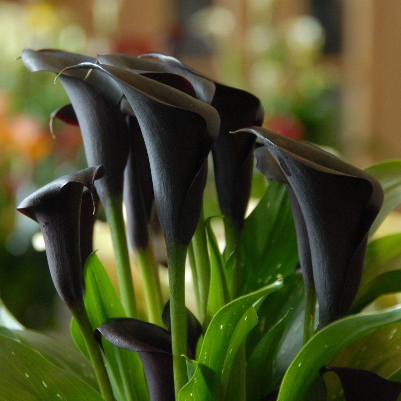 1 Bulbo Cala Zantedeschia 'odessa' Planta De Flor_0
