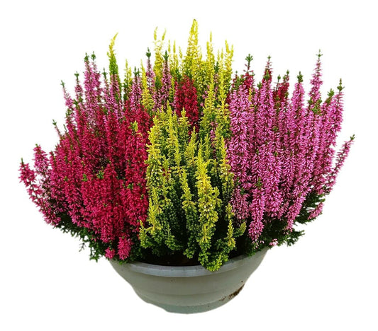 Calluna Vulgaris Tricolor M27 (brezo)_0