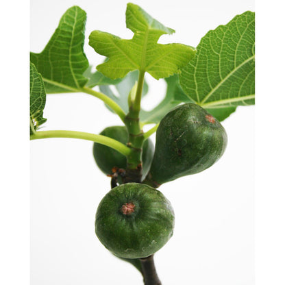 Bonsai Ficus carica 7 anos FIGUEIRA