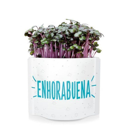 Postais de sementes verdes "Parabéns" Garden Pocket