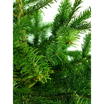Arbol De Navidad Normanniana Natural 200-225cm Cortado Con Cruz De Madera Y Clavos Incluidos Abeto Navideño_2