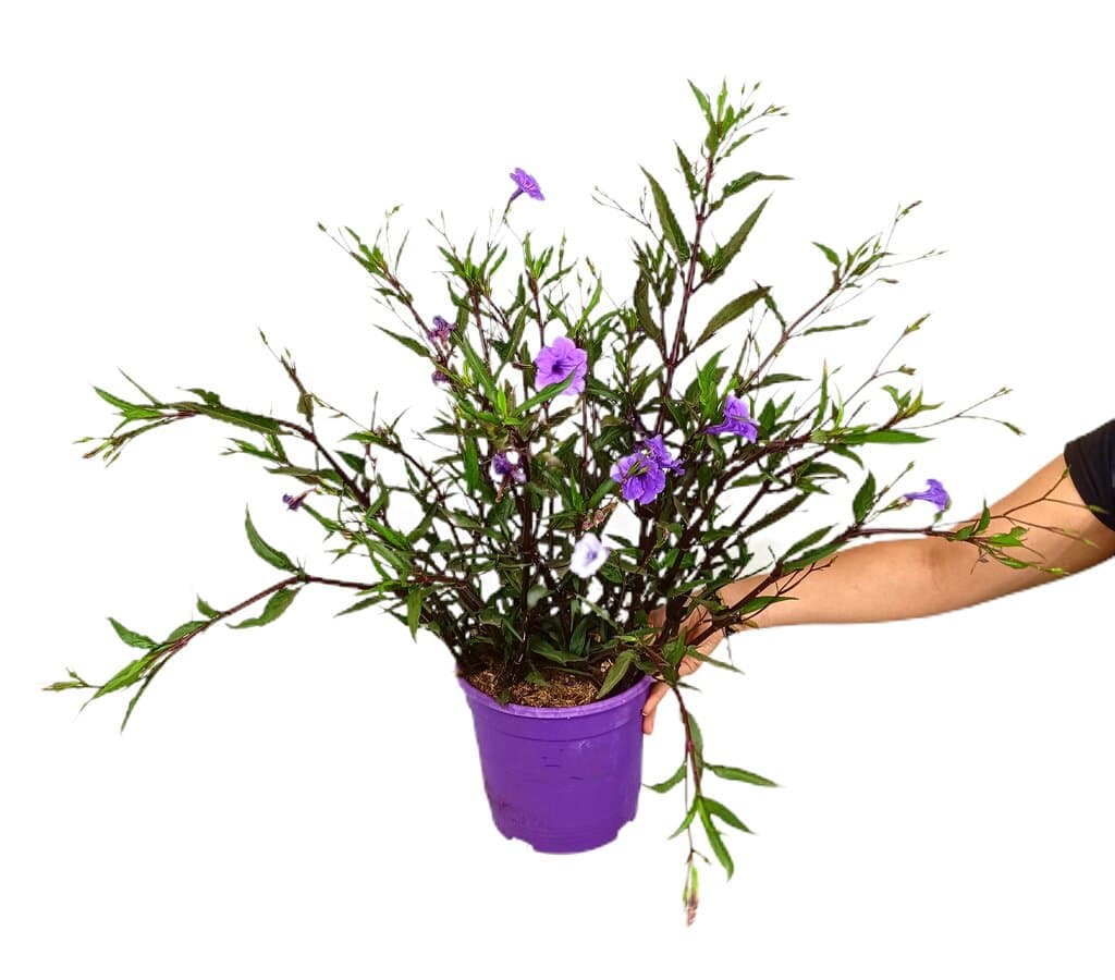 Ruellia Dipteracanthus M22 50cm_0