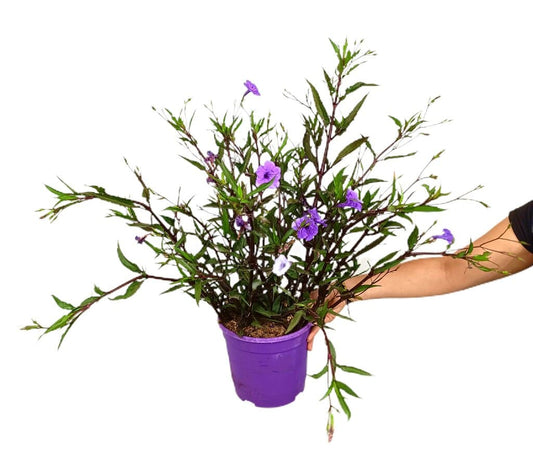 Ruellia Dipteracanthus M22 50cm_0