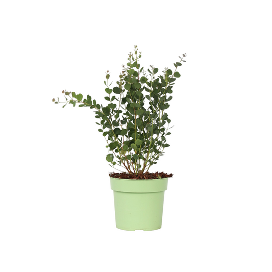 Eucalipto - Eucalyptus Websteriana 'botanic Hearts' - Altura 40-50cm - ⌀15cm_0