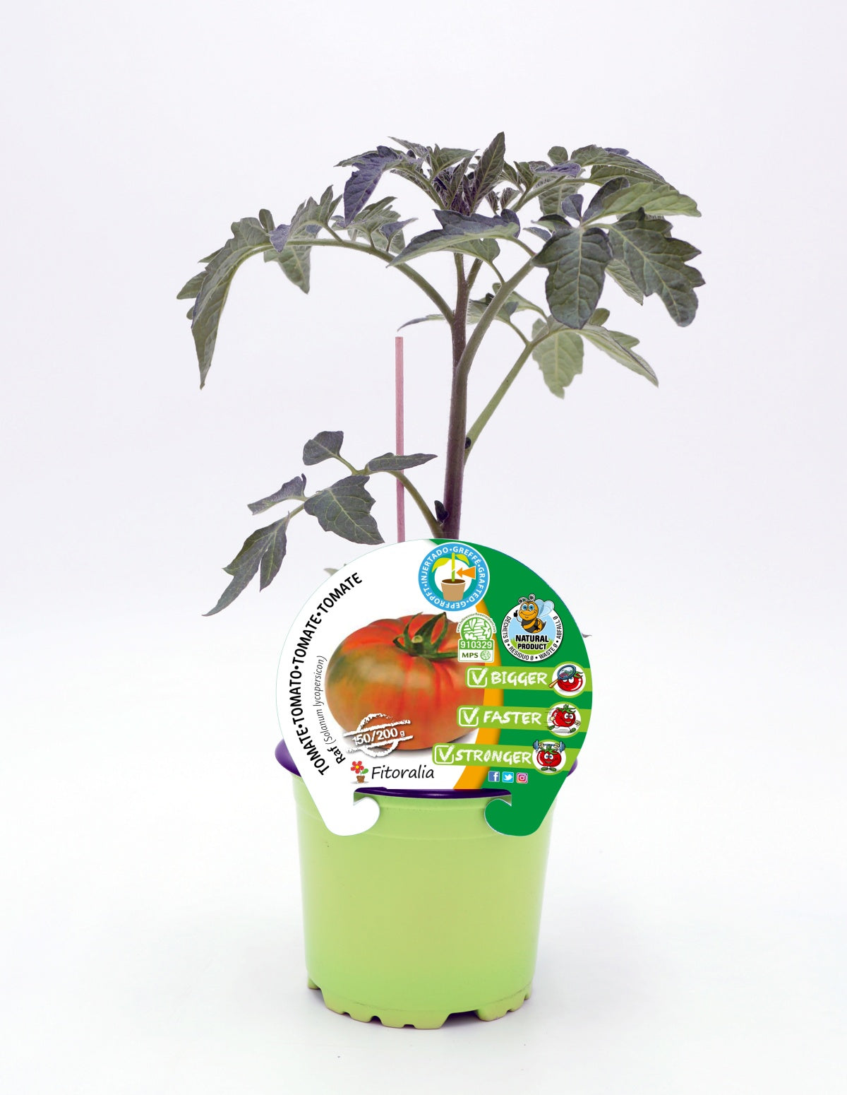 Plantón Tomate Injertado Raf En Maceta De 12 Cm. Natural - Fitoralia_0