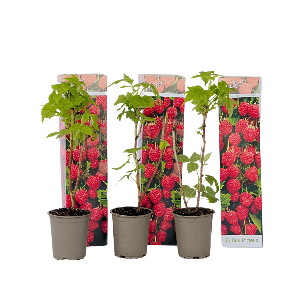 Planta De Frambuesa - 3 Pzs - Rubus Ideaus 'autumn Bliss' - A25-40cm - ⌀9cm_0